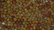 seed