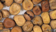 column seed