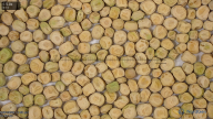 seed