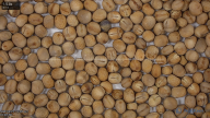 seed