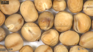 column seed