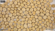 seed