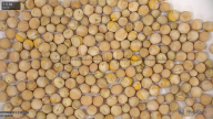 seed