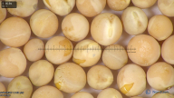 column seed