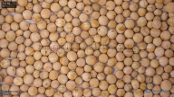 column seed