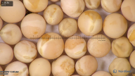 column seed
