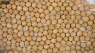 seed