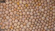 seed