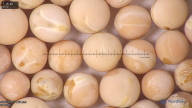 column seed