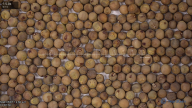 seed