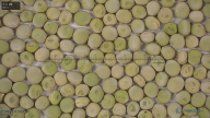 column seed