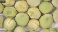 column seed