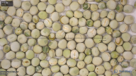 column seed
