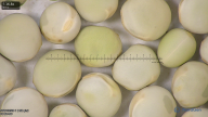column seed