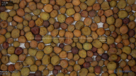 seed