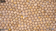 seed
