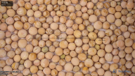 seed