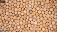 column seed