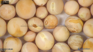 column seed