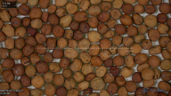 seed