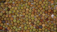 seed