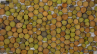 seed