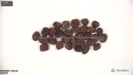 seed
