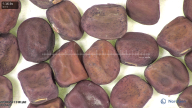 column seed
