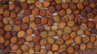 seed