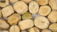 column seed