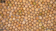 seed