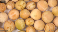 column seed