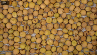 column seed