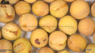 column seed