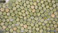 column seed