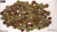 column seed