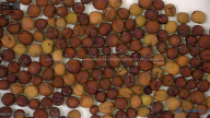 seed