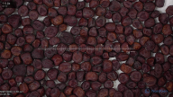 seed