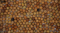 column Seed