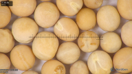 column seed