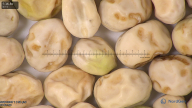 column seed