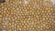 seed