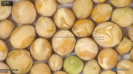 column seed