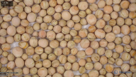 seed