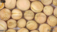 column seed