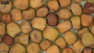 column seed