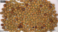 column seed