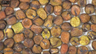 column seed