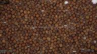 seed
