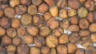 column seed